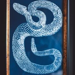 le serpent - Inspiration des contes et légendes du monde. Nouvelle collection n°1/30 - LA MAISON BLEUE 