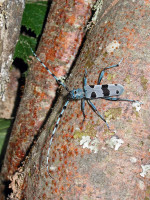 Affiche Sortie inventaire participatif (grand public) sur les insectes des bois morts 