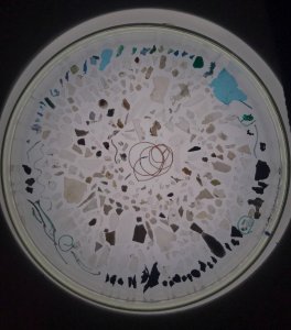 Échantillon de microplastiques prélevés sur la côte Nord de la Corse 
