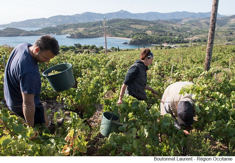 Chaque année, la Région apporte plus de 10 M€ à la filière viti-vinicole